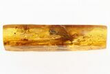 Large Fossil Winged Ant and a Small Mite In Baltic Amber #284569-1